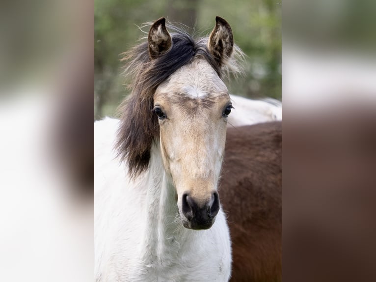 Mangalarga Marchador Hengst 1 Jaar 152 cm Gevlekt-paard in Welle
