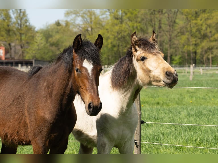 Mangalarga Marchador Hengst 1 Jaar 152 cm Gevlekt-paard in Welle
