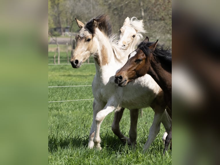 Mangalarga Marchador Hengst 1 Jaar 152 cm Gevlekt-paard in Welle