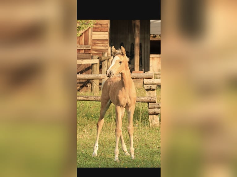 Mangalarga Marchador Hengst 1 Jaar 152 cm Palomino in Welle