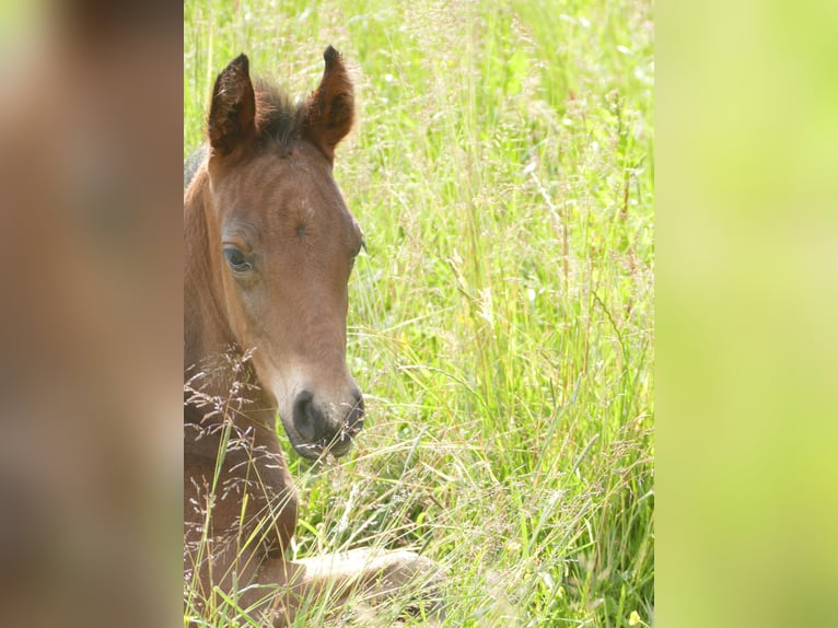 Mangalarga Marchador Hengst 1 Jaar 153 cm Donkerbruin in Neuenkirchen