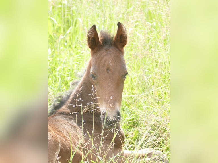 Mangalarga Marchador Hengst 1 Jaar 153 cm Donkerbruin in Neuenkirchen