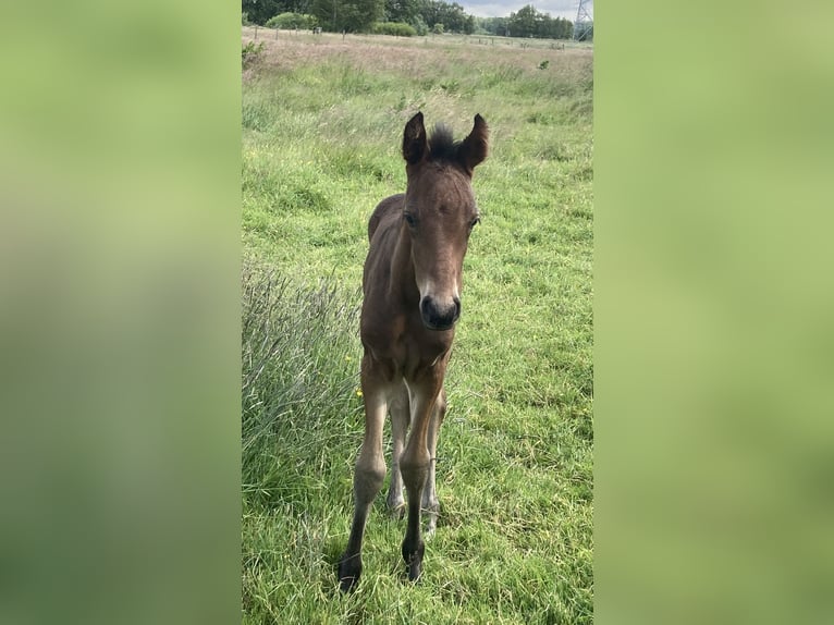 Mangalarga Marchador Hengst 1 Jaar 153 cm Donkerbruin in Neuenkirchen
