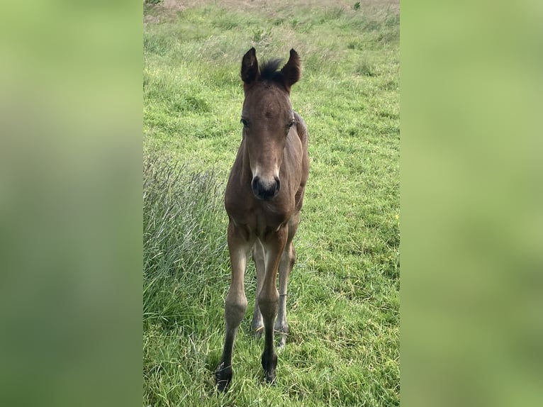 Mangalarga Marchador Hengst 1 Jaar 153 cm Donkerbruin in Neuenkirchen