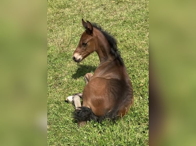 Mangalarga Marchador Hengst 1 Jaar 153 cm Donkerbruin in Neuenkirchen