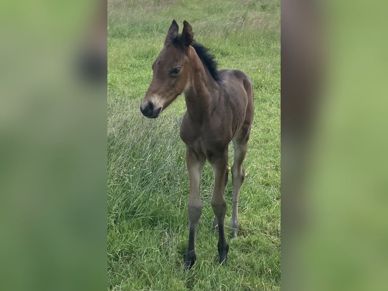 Mangalarga Marchador Hengst 1 Jaar 153 cm Donkerbruin in Neuenkirchen