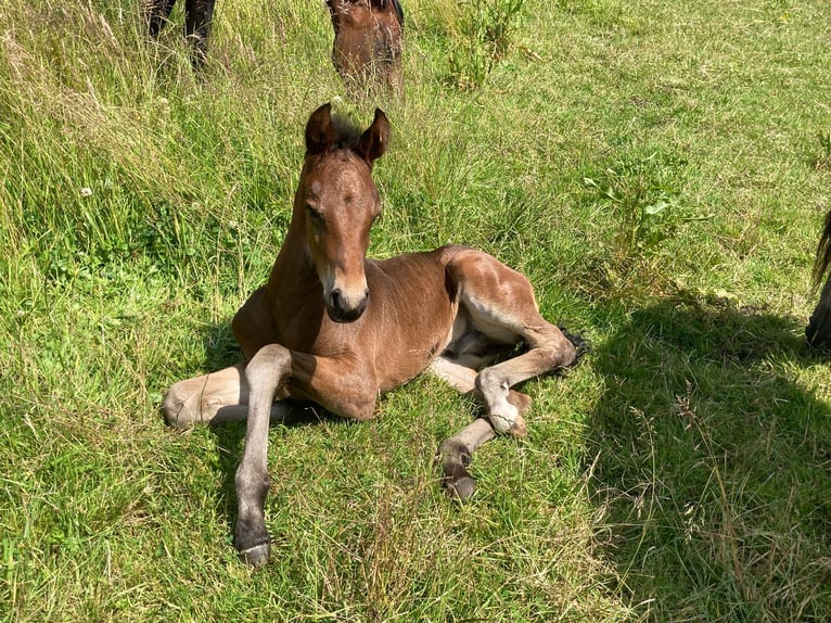 Mangalarga Marchador Hengst 1 Jaar 153 cm Donkerbruin in Neuenkirchen
