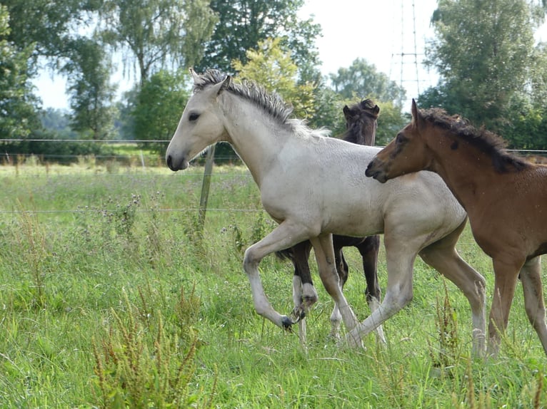Mangalarga Marchador Hengst 1 Jaar 155 cm Gevlekt-paard in Neuenkirchen