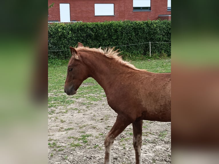 Mangalarga Marchador Hengst 1 Jaar 155 cm Lichtbruin in Ghislenghien Mangalarga Marchador Hengst 1 Jaar 155 cm Lichtbruin in Ghislenghien