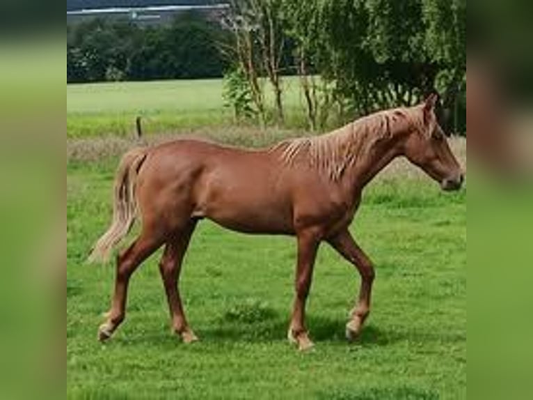 Mangalarga Marchador Hengst 1 Jaar 155 cm Lichtbruin in Ghislenghien Mangalarga Marchador Hengst 1 Jaar 155 cm Lichtbruin in Ghislenghien