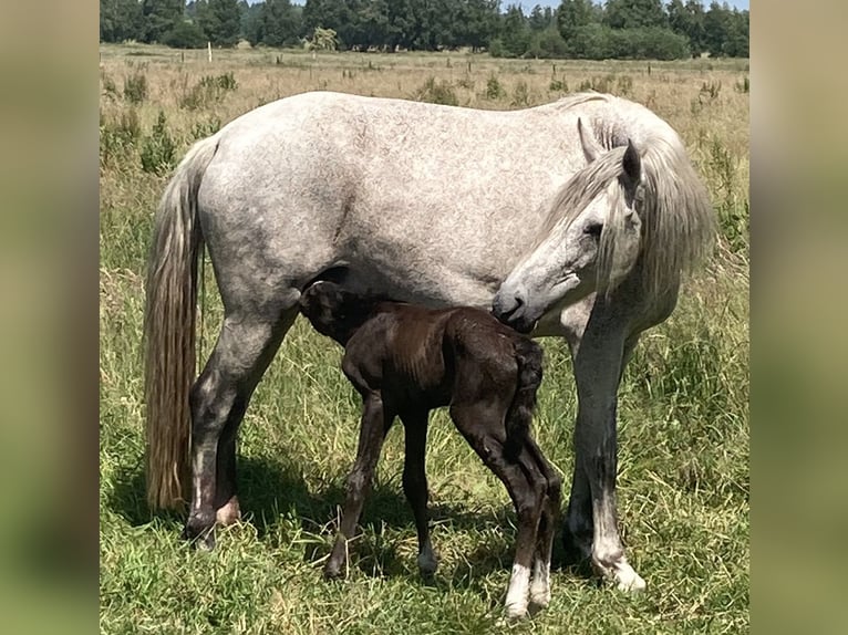 Mangalarga Marchador Hengst 1 Jaar 155 cm Zwartschimmel in Neuenkirchen