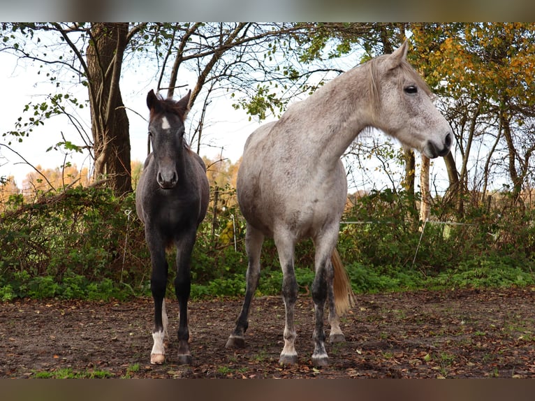 Mangalarga Marchador Hengst 1 Jaar 155 cm Zwartschimmel in Neuenkirchen