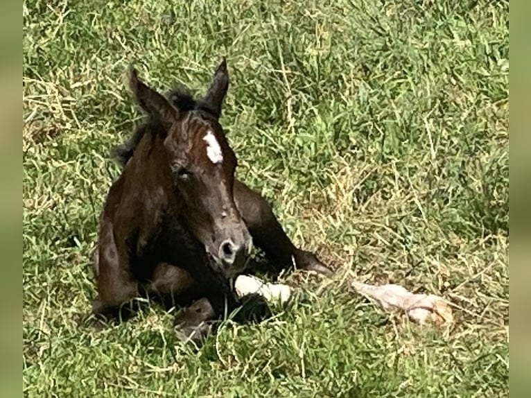 Mangalarga Marchador Hengst 1 Jaar 155 cm Zwartschimmel in Neuenkirchen