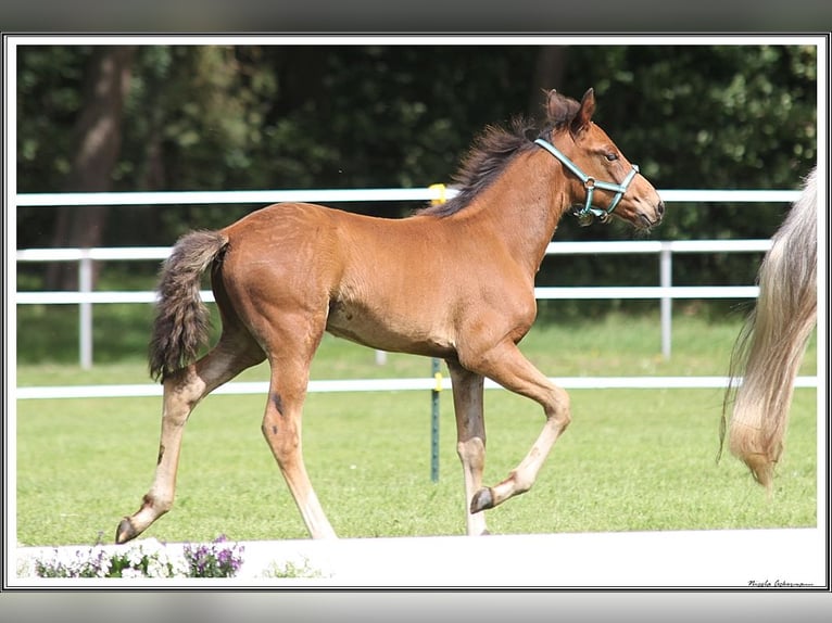 Mangalarga Marchador Hengst 1 Jaar 156 cm Bruin in Neuenkirchen