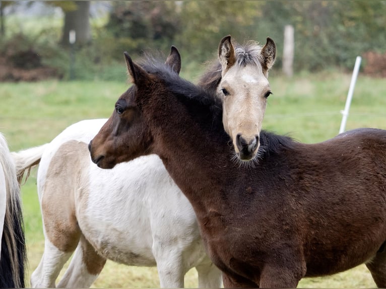 Mangalarga Marchador Hengst 1 Jaar Gevlekt-paard in Welle