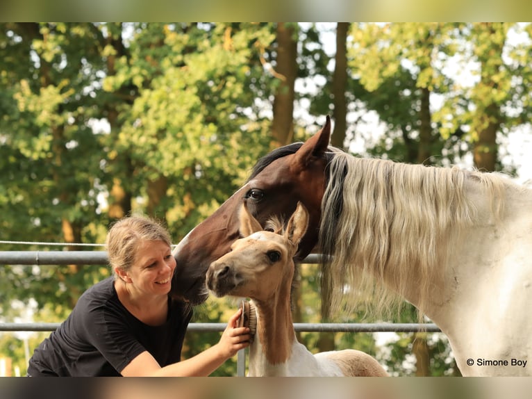 Mangalarga Marchador Hengst 1 Jaar Gevlekt-paard in Welle