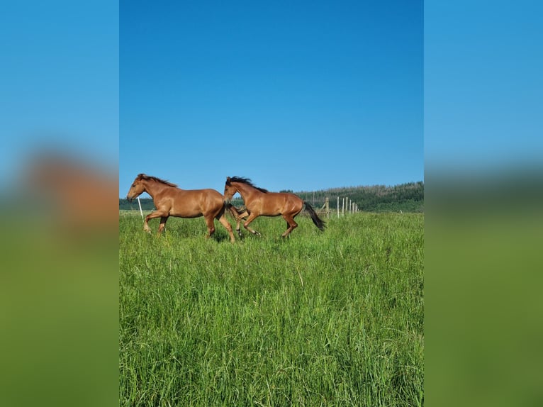 Mangalarga Marchador Hengst 1 Jahr 138 cm Brauner in Z&#xFC;sch