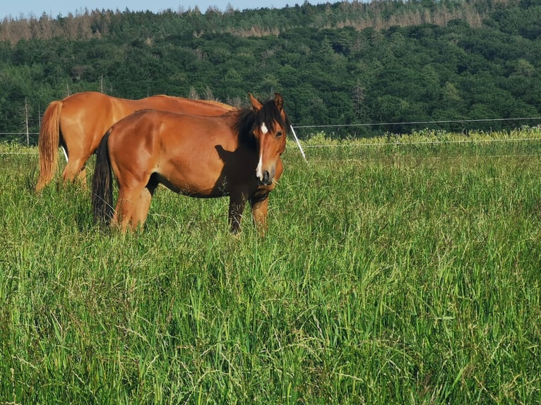 Mangalarga Marchador Hengst 1 Jahr 138 cm Brauner in Z&#xFC;sch