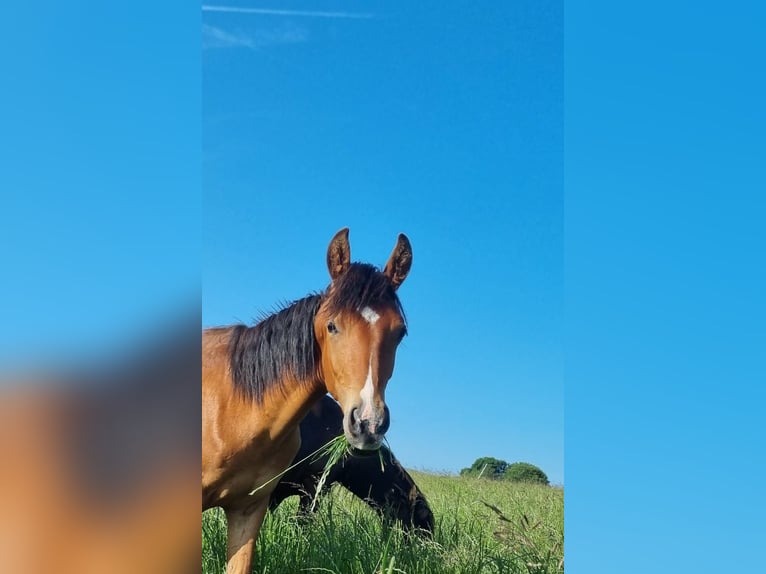 Mangalarga Marchador Hengst 1 Jahr 138 cm Brauner in Z&#xFC;sch