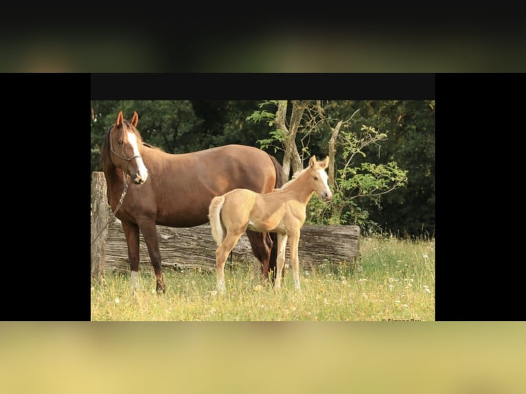 Mangalarga Marchador Hengst 1 Jahr 152 cm Palomino in Welle