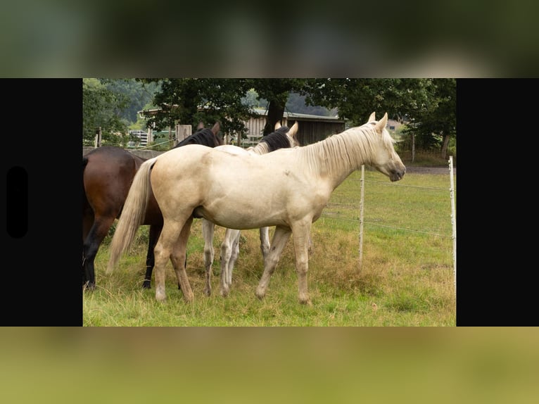 Mangalarga Marchador Hengst 1 Jahr 152 cm Palomino in Welle