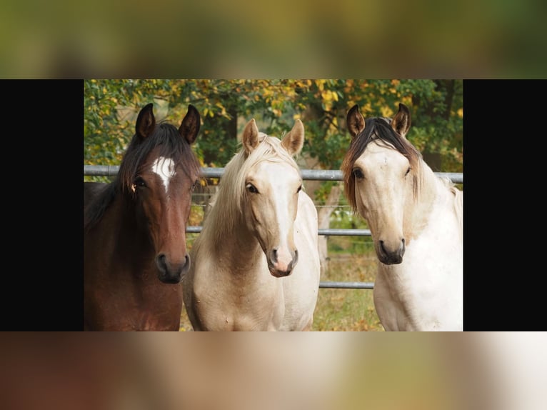 Mangalarga Marchador Hengst 1 Jahr 152 cm Palomino in Welle