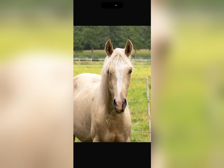 Mangalarga Marchador Hengst 1 Jahr 152 cm Palomino in Welle