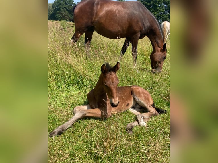 Mangalarga Marchador Hengst 1 Jahr 153 cm Dunkelbrauner in Neuenkirchen