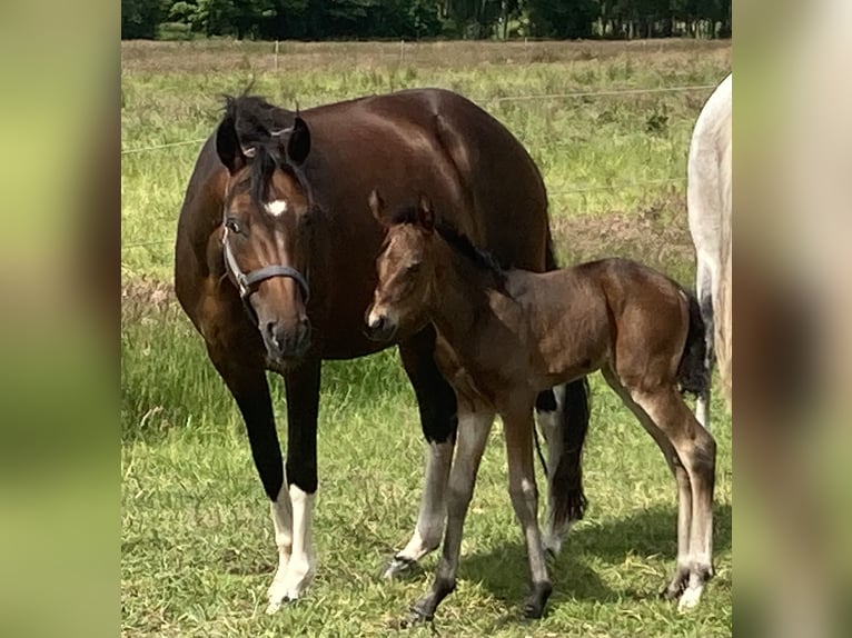 Mangalarga Marchador Hengst 1 Jahr 153 cm Dunkelbrauner in Neuenkirchen
