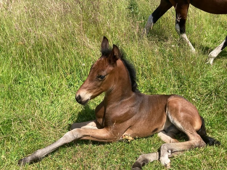 Mangalarga Marchador Hengst 1 Jahr 153 cm Dunkelbrauner in Neuenkirchen
