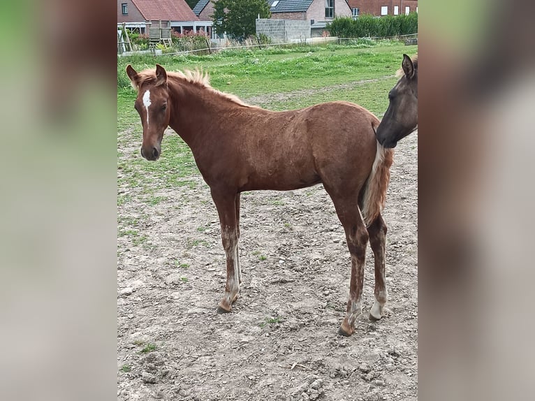 Mangalarga Marchador Hengst 1 Jahr 155 cm Hellbrauner in Ghislenghien
