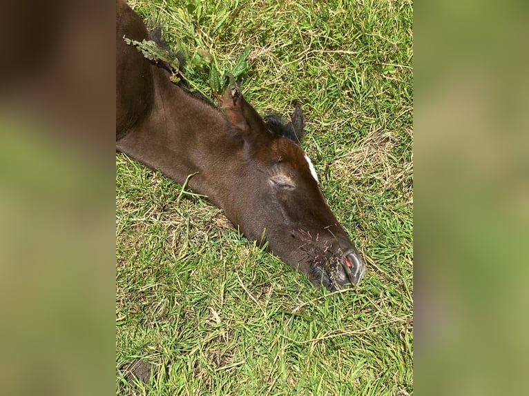 Mangalarga Marchador Hengst 1 Jahr 155 cm Rappschimmel in Neuenkirchen