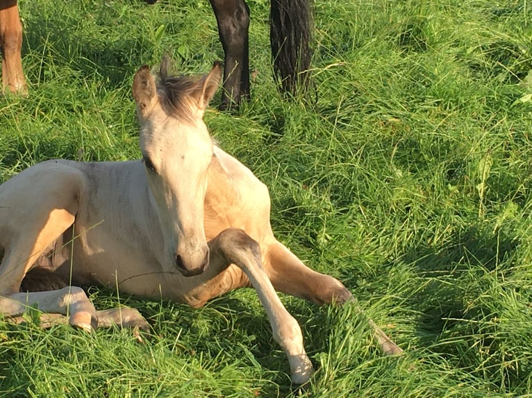 Mangalarga Marchador Hengst 2 Jaar 155 cm Gevlekt-paard in Neuenkirchen