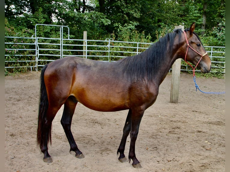 Mangalarga Marchador Mix Hengst 2 Jaar Bruin in Morsbach