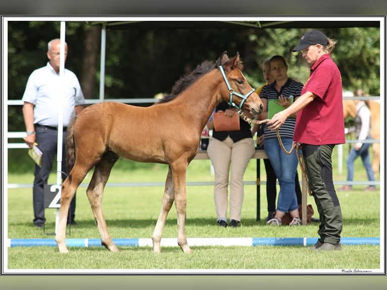 Mangalarga Marchador Hengst 2 Jahre 156 cm Brauner in Neuenkirchen