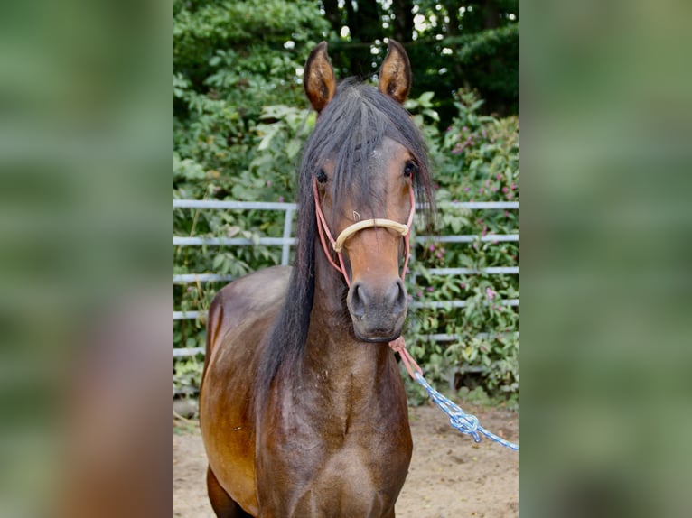 Mangalarga Marchador Mix Hengst 3 Jahre Brauner in Morsbach