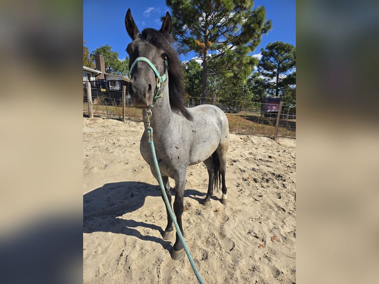 Mangalarga Marchador Hengst 4 Jaar 152 cm Roan-Blue in Lexington
