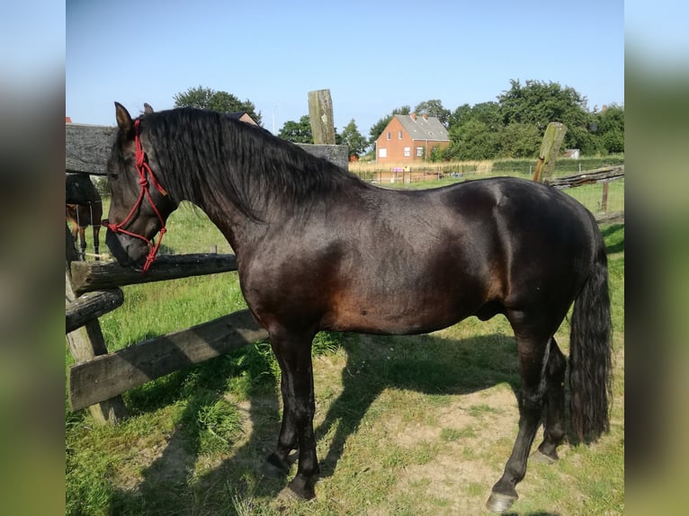 Mangalarga Marchador Hengst 7 Jahre 155 cm Rappe in Ath