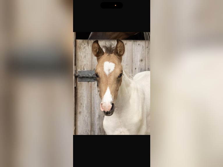 Mangalarga Marchador Hengst Fohlen (06/2026) 152 cm Buckskin in Welle
