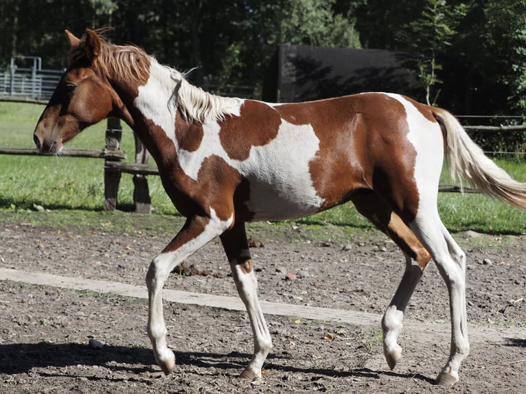 Mangalarga Marchador Hengst Fohlen (03/2026) 156 cm Schecke in Welle