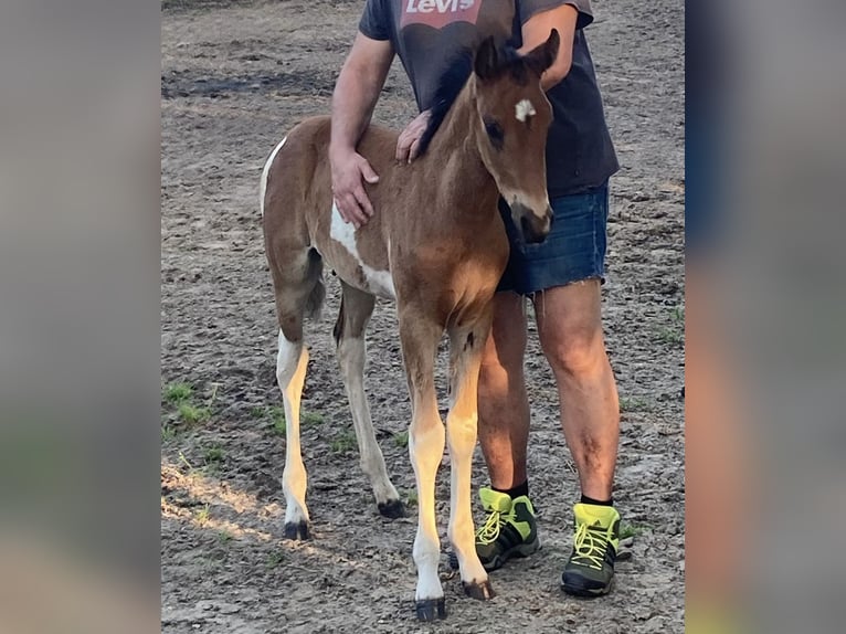 Mangalarga Marchador Hengst Veulen (04/2025) 150 cm Gevlekt-paard in Neuenkircheneuenkirchen