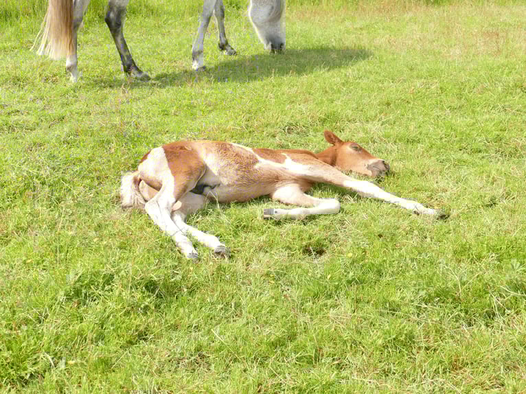 Mangalarga Marchador Hengst Veulen (04/2025) 150 cm Gevlekt-paard in Neuenkircheneuenkirchen