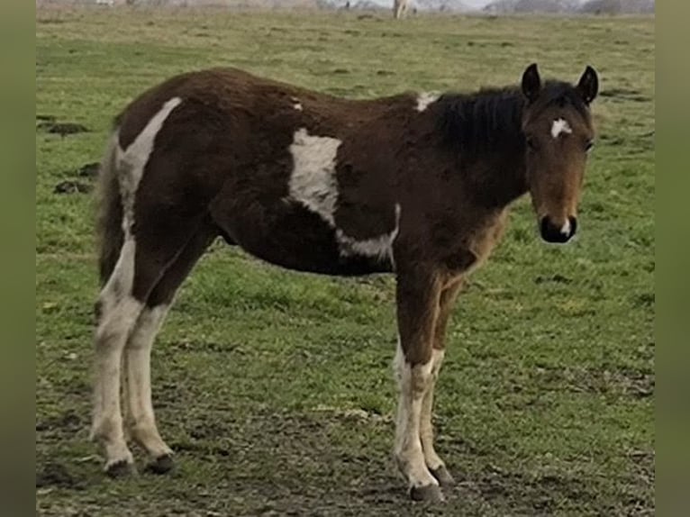 Mangalarga Marchador Hengst Veulen (04/2025) 150 cm Gevlekt-paard in Neuenkircheneuenkirchen