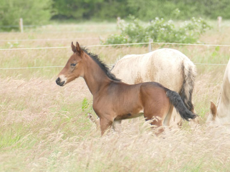 Mangalarga Marchador Hengst Veulen (05/2025) 153 cm Donkerbruin in Neuenkirchen
