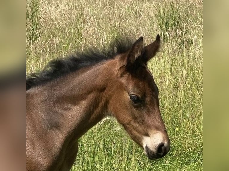 Mangalarga Marchador Hengst Veulen (05/2025) 153 cm Donkerbruin in Neuenkirchen
