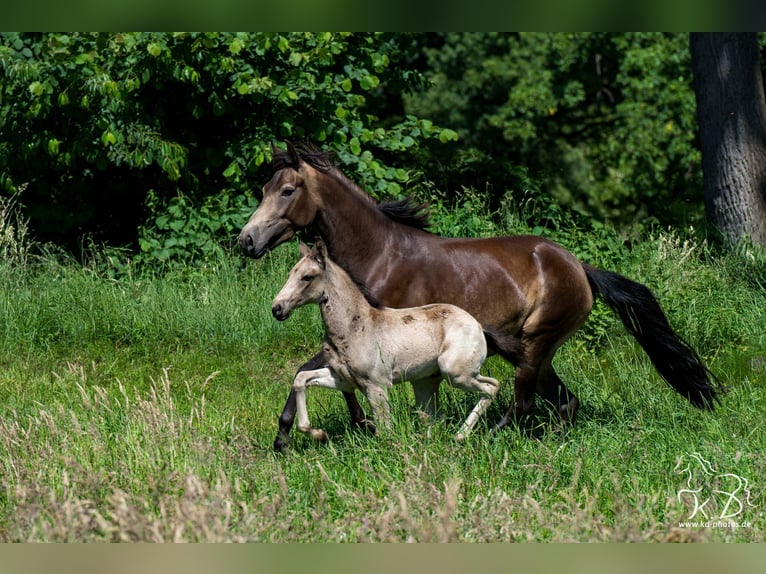 Mangalarga Marchador Hengst Veulen (04/2025) 154 cm Buckskin in Welle/Kampen