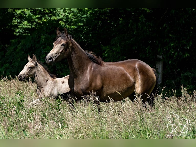Mangalarga Marchador Hengst Veulen (04/2025) 154 cm Buckskin in Welle/Kampen