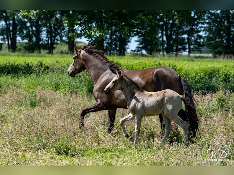 Mangalarga Marchador Hengst Veulen (04/2025) 154 cm Buckskin in Welle/Kampen