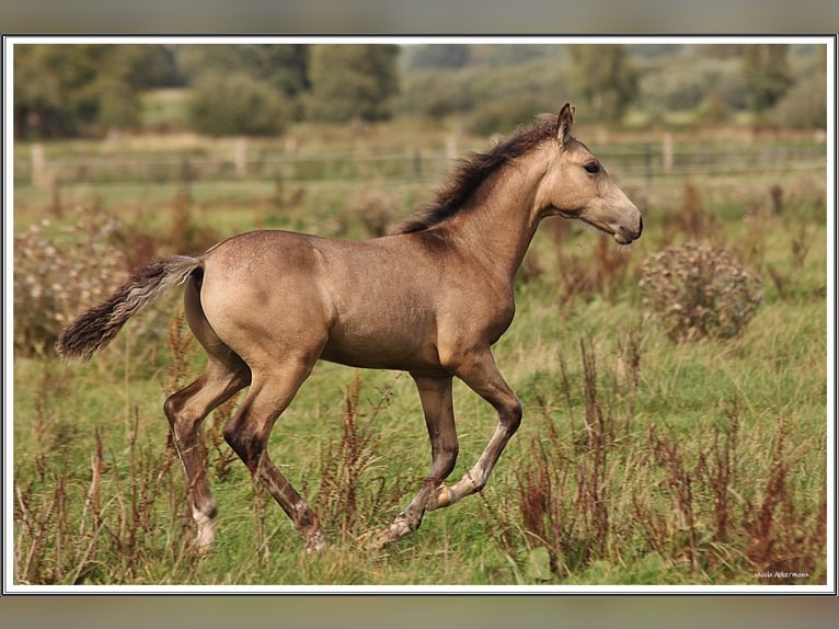 Mangalarga Marchador Hengst Veulen (05/2026) 155 cm Buckskin in Neuenkirchen