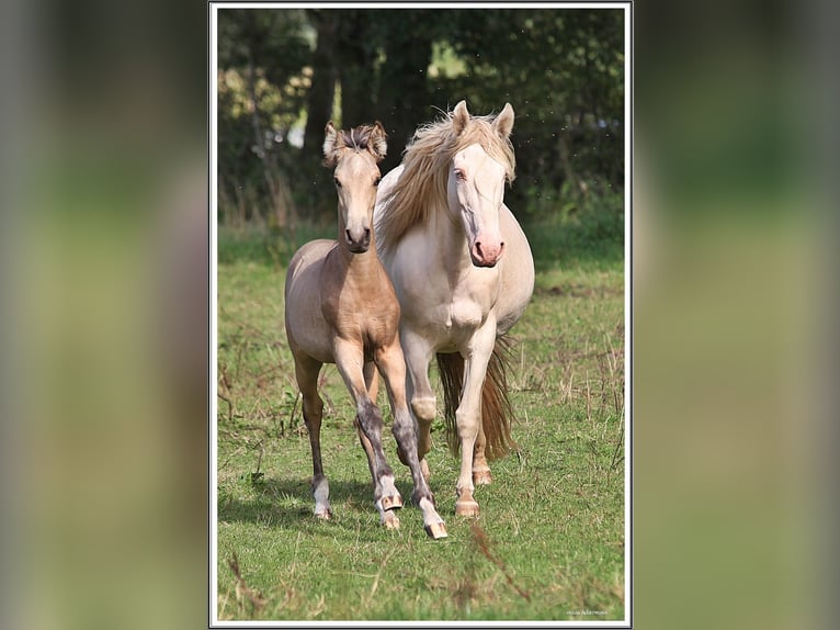 Mangalarga Marchador Hengst Veulen (05/2026) 155 cm Buckskin in Neuenkirchen